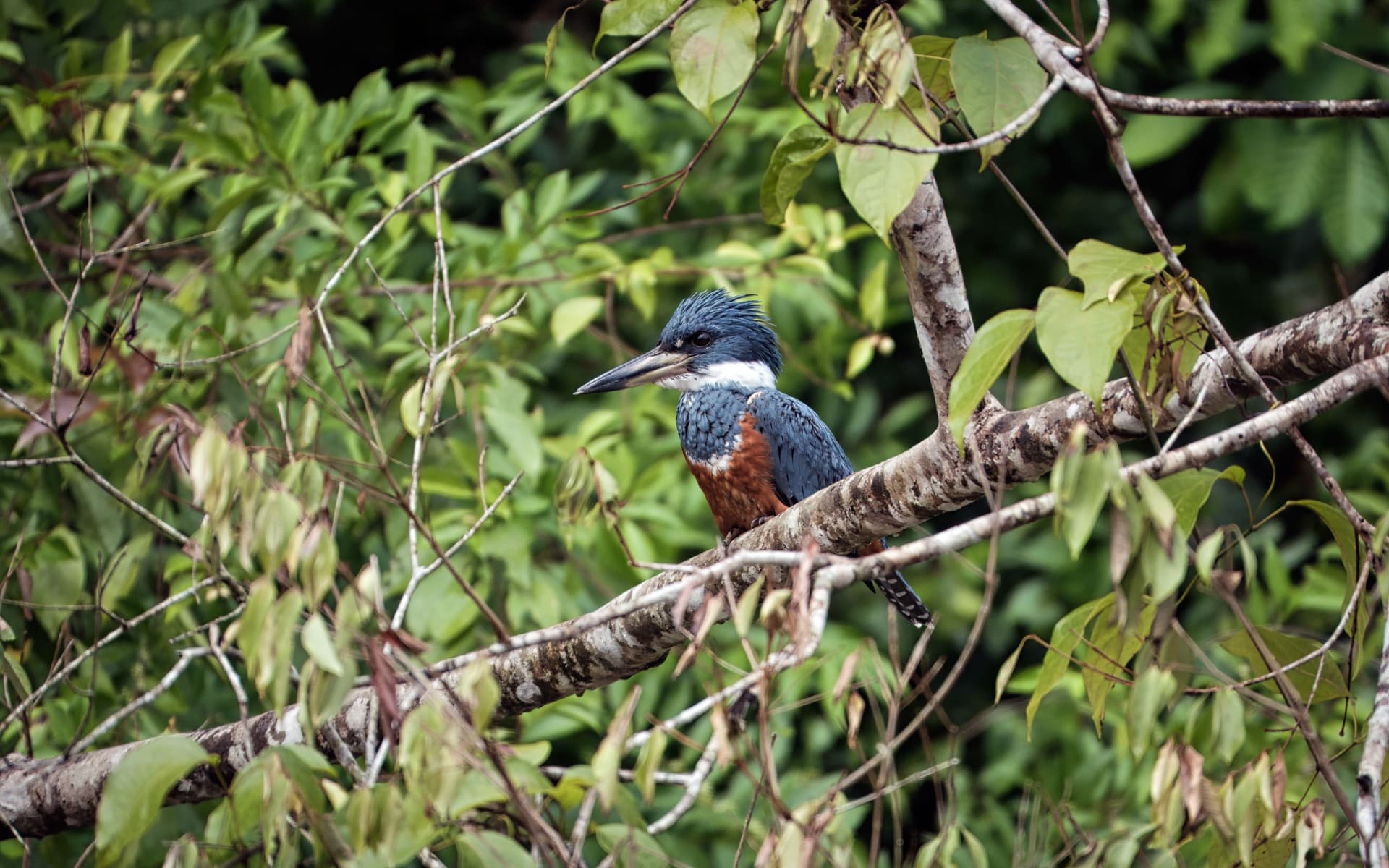 Rifugio nazionale della fauna selvatica di Caño Negro